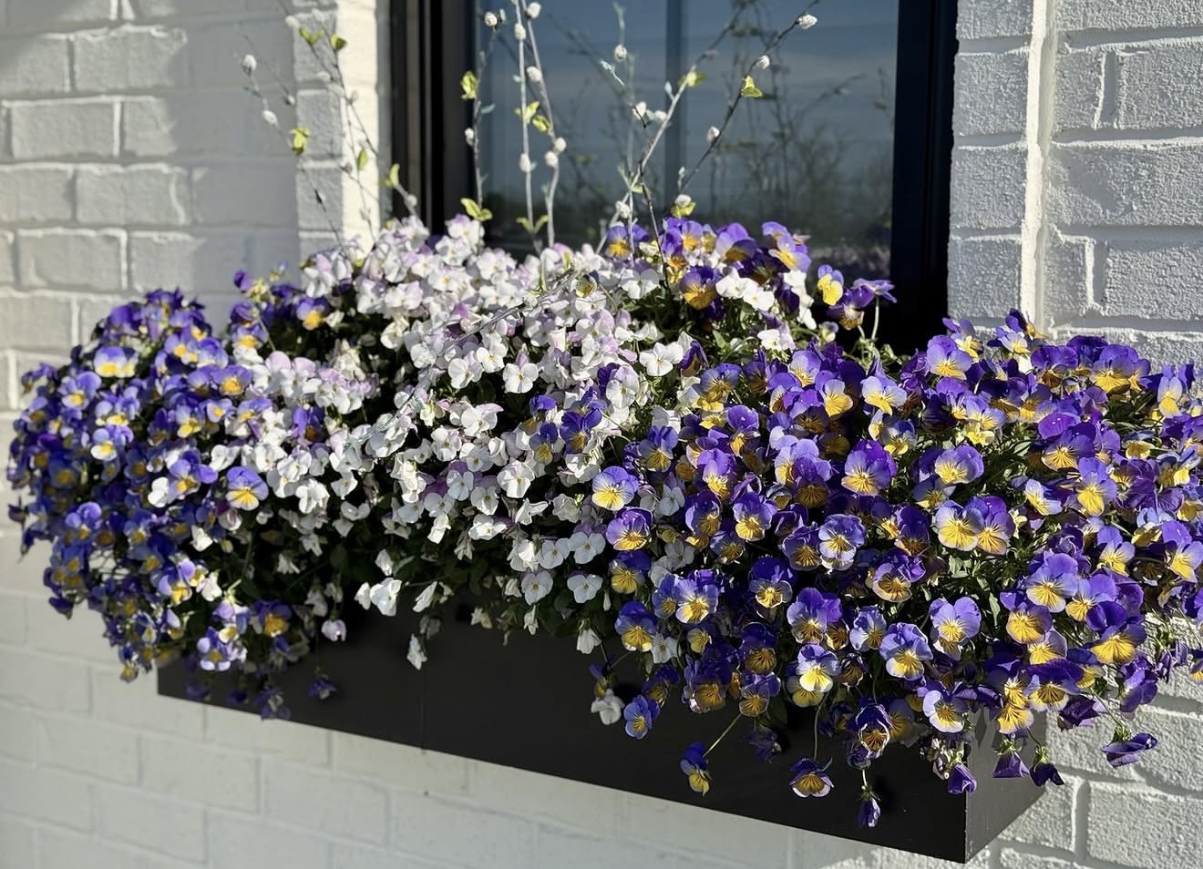 Beautiful spring viola window box by Sill & Bloom Co.